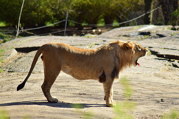 Male lion at the zoo