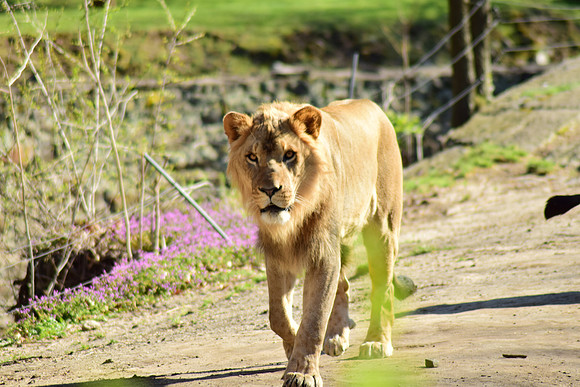 Male lion at the zoo