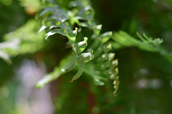 Fern