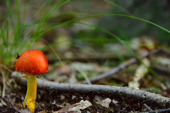 Orange mushroom on the forest floor