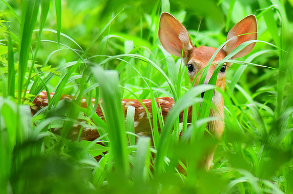 Fawn in the grass (wide shot)