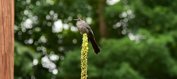 Bird perched
