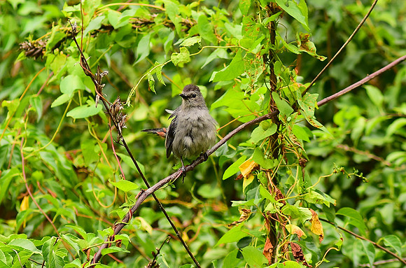 Bird on a branch