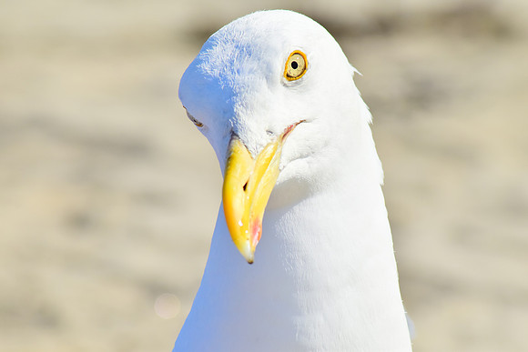 Quizzical gull