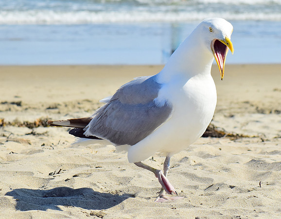 Angry gull