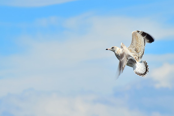 Seagull putting the brakes on