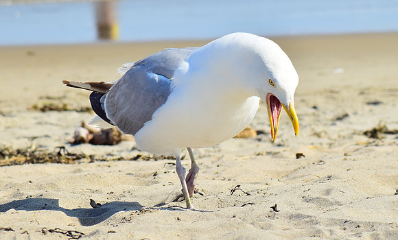 Seagull on the beach