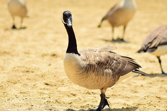 Goose on the beach
