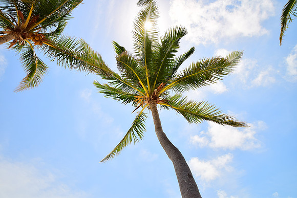 Under the palmtree
