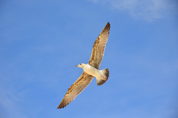 Seagull at the Bahamas