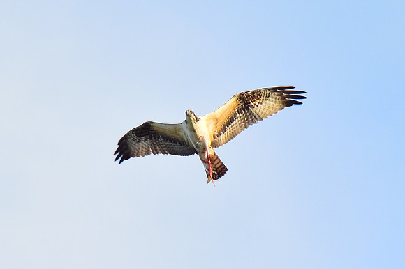 Osprey with catch - I