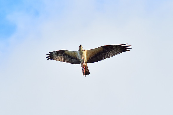 Osprey with catch - II