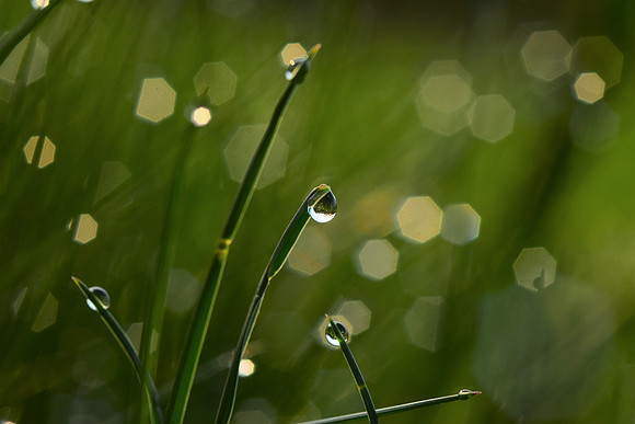 Sunrise in a dewdrop - III