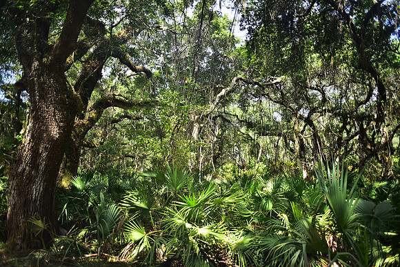 The woods on Cumberland Island