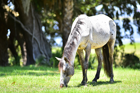 White Wild Horse