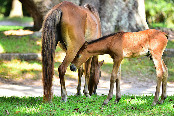 Wild Horses - Mother and Foal