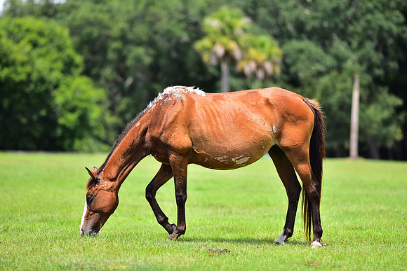 Wild Horse on Cumberland