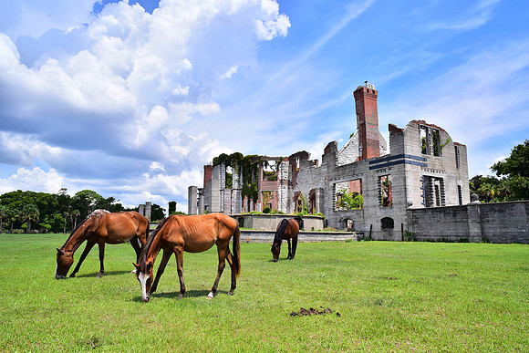 Wild Horses and Dungeness Ruins I
