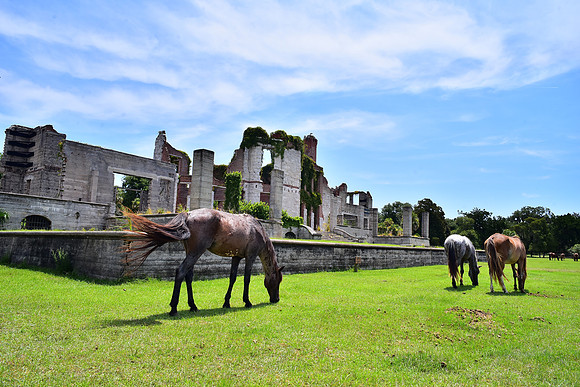 Wild Horses and Dungeness Ruins II