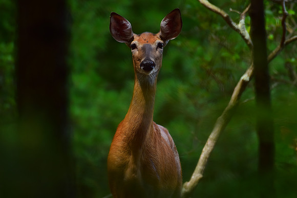 Deer in the woods
