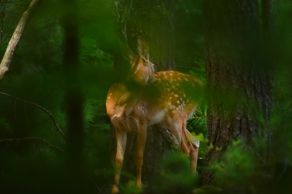 Fawn in the woods - I