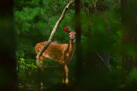 Fawn in the woods - III