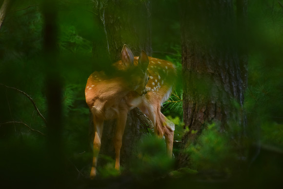 Fawn in the woods - II