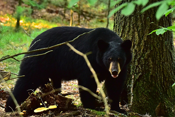 Bear in the woods