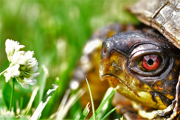 Turtle ponders a clover