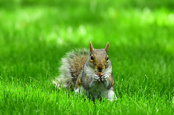 Squirrel eating