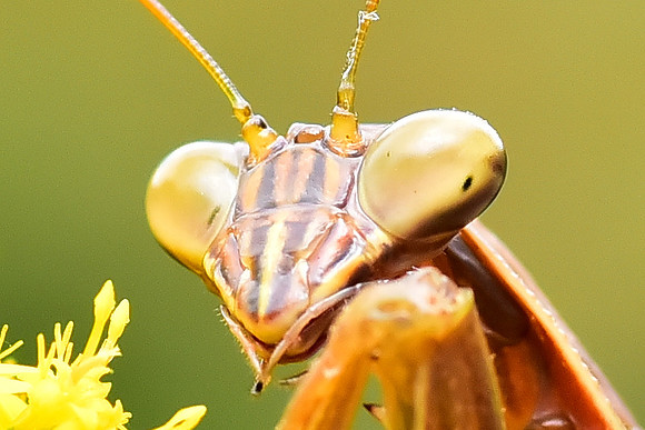 Mantis face