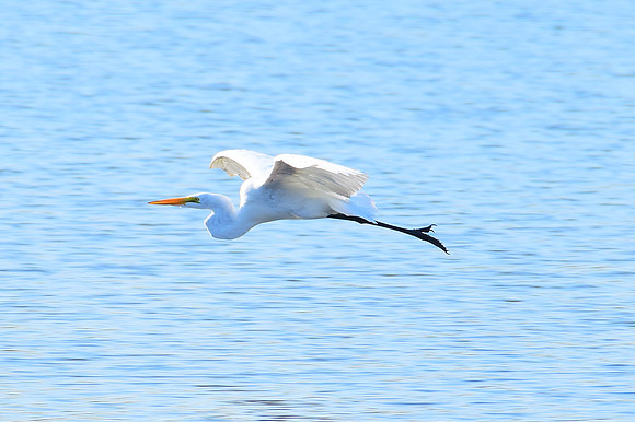 Heron in flight