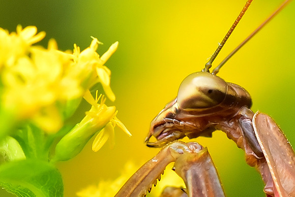 Mantis....or robot?