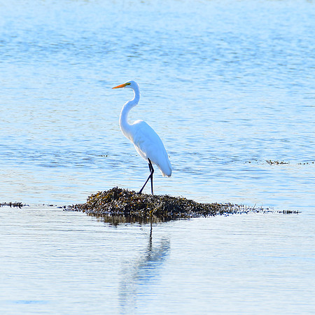 Heron on the river