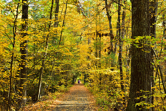 Woodland walk in Fall