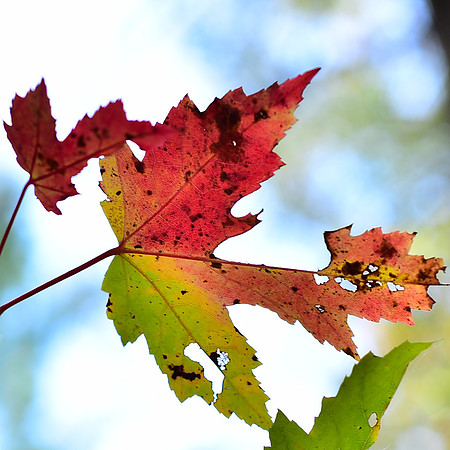 Changing Colors