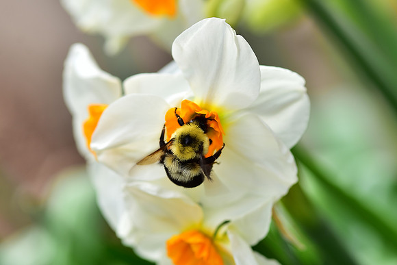 Bee on daffodil