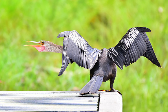Anhinga, neck stuck out