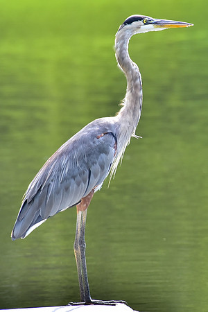Heron on a pipe