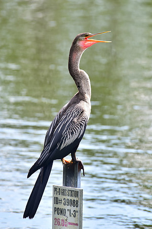 Anhinga on a post