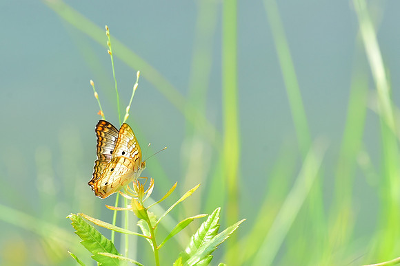 Butterfly by the pond
