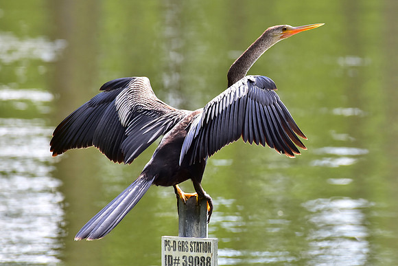 Anhinga wings outstretched