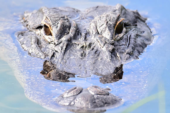 Gator close-up