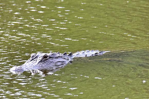 Gator in the pond