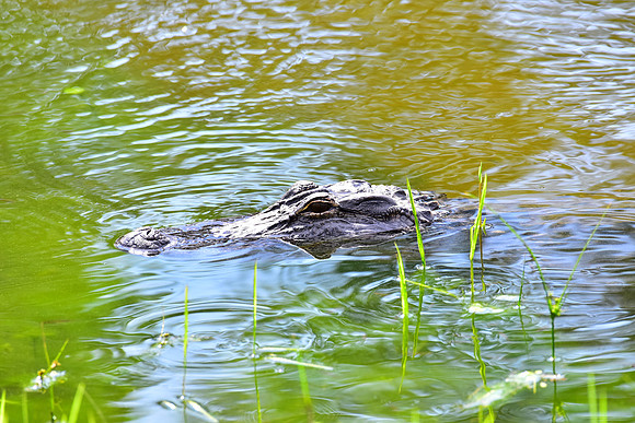 Gator by the bank