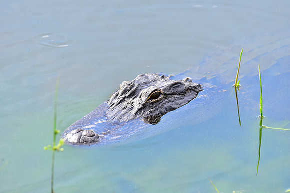 Gator in the weeds