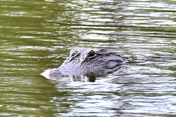 Gator in the pond - closer