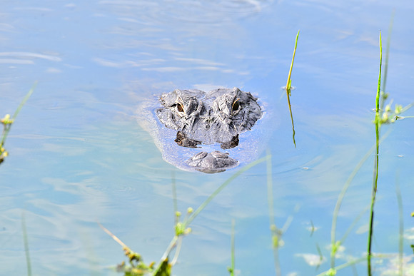 Gator in the weeds - front view
