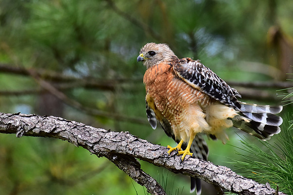 Red-Shouldered Hawk