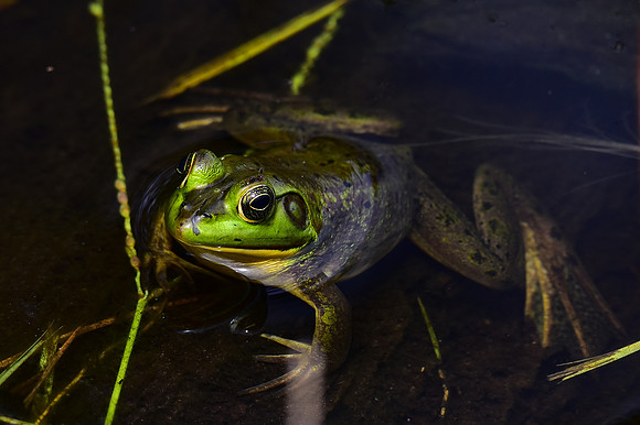 Frog in water